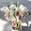 Cattleya Faerie Queene (mossiae x rex).